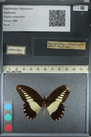 Media type: image;   Entomology 171989
